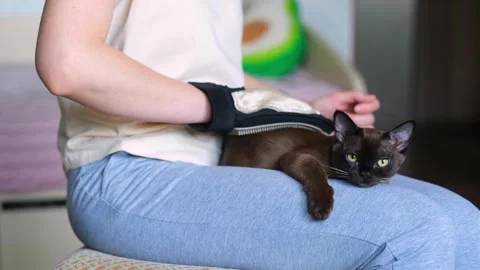 A woman's hand using special glove petting a domestic cat lying on her knees Stock Footage 275690452