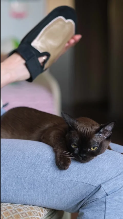 A woman's hand using special glove petting a domestic cat lying on her knees Stock Footage 275691714