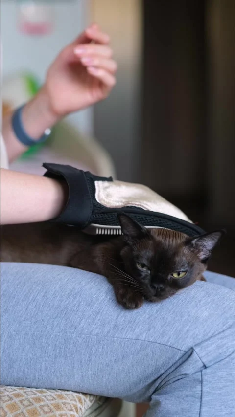 A woman's hand using special glove petting a domestic cat lying on her knees Stock Footage 275691803