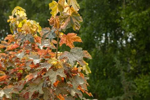 A woman's hand with a variegated maple leaf. 写真素材