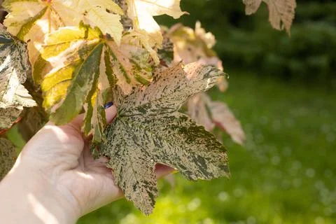 A woman's hand with a variegated maple leaf. Stock Photos