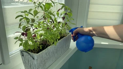 A woman's hand waters the basil from a spray bottle. Growing basil at home Stock Footage 221179267