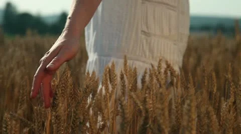 A woman's hand on a wheat field Stock Footage 27847580