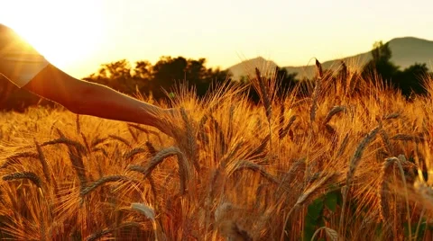 Woman's hand in wheat field at sunset Stock Footage 65297055