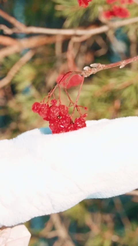 A woman's hand in a white mitten gently touches frozen rowan berries. Stock Footage 299978577