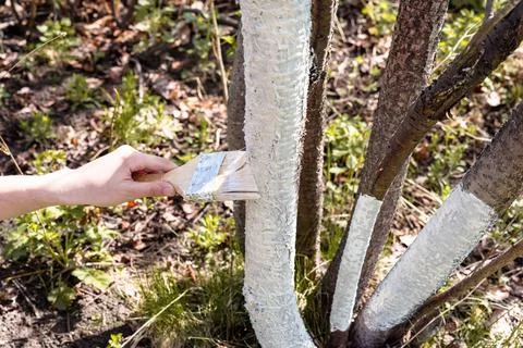 Woman's hand whitewashes tree trunks in the garden in spring 写真素材