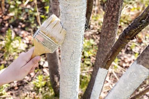 Woman's hand whitewashes tree trunks in the garden in spring Stock Photos