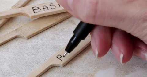 A woman's hand writes on a stick the name of a plant rosemary for planting in Stock Footage 172597433