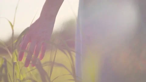 Woman's hands and grass in a field close-up. Stock Footage 155691231
