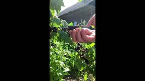 A woman's hands are picking currants from a bush. Stock Footage 338330650