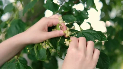 The woman's hands are picking linden blossoms.  Stock Footage 282775693