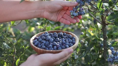 Woman's hands are picking ripe blueberry from plants in the garden. Blueberri Stock Footage 164798622