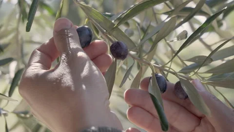 Woman's hands are touching ripe black olives on branch Stock Footage 173344943
