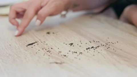 Woman's hands carefully selecting basil seeds on a wooden surface, a conceptual Vídeos de archivo 343385218