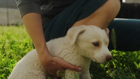 Woman's hands caressing adorable white puppy in the garden. Funny puppy. Animal Video stock 247473921