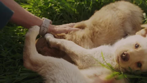 Woman's hands caressing two puppies and playing with them in the garden with 스톡 동영상 249512378