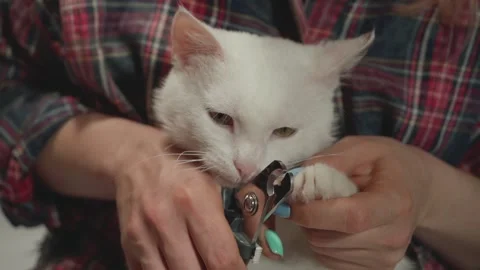 Woman's hands with claw trimmer trims white cat's claws Stock Footage 154500188