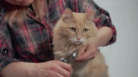 Woman's hands with claw trimmer trims tabby cat's claws Stock Footage 154500202