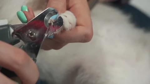 Woman's hands with claw trimmer trims cat's claws Stock Footage 154501493
