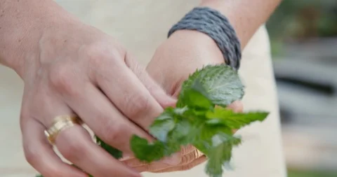 Woman's hands cleaning mint leaves Video stock 119845985