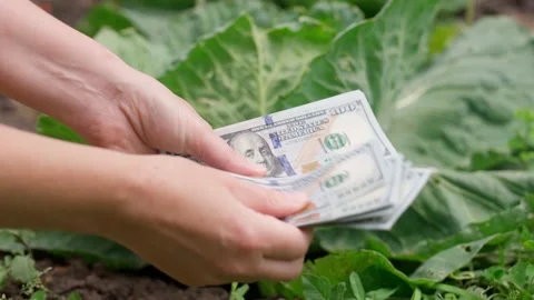 Woman's hands count dollar bills on a background of green cabbage Stock Footage 156787826