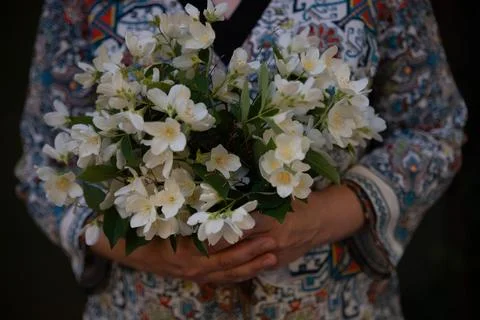Woman's hands dressed in a multicolored blouse, holding a bouquet of  jasmine Stock Photos