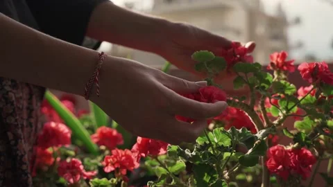 Woman's hands feeling red flowers with her hands Stock Footage 139094001