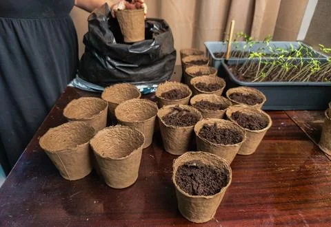 Womans hands filling an array of sustainable peat pots with fertile garden soil Stockfoto's