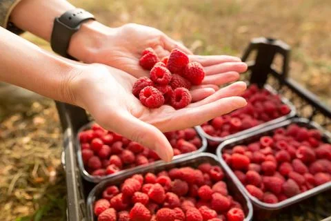 Woman's hands full with raspberry berries. Red raspberries in plastic container Stock Photos