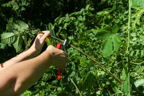 Woman's hands with garden pruning shears Stock Photos