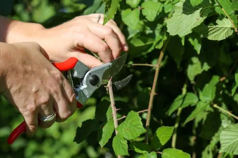 Woman's hands with garden pruning shears Stock Photos