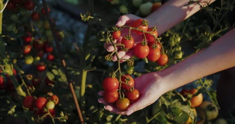 Womans hands gathering ripe cherry tomatoes from garden plant Stock Footage 313743984