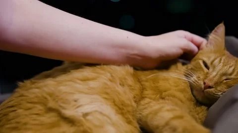 A woman's hands gently caress her beloved ginger cat. Stock Footage 151993038