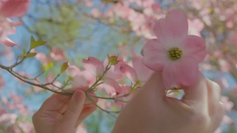 Woman's Hands Gently Pluck Pink Flower Blossom From Dogwood Tree, Sunny Day Stock-Footage 129410502