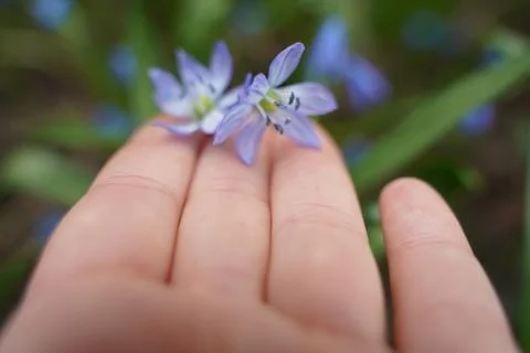 Womans hands gently touch of snowdrops close-up. Little Wild flowers snowdrop Stock Photos
