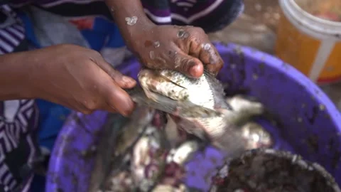 Woman's hands gutt fish, cut off head, tail, preparation cooking, clean the fish Stock Footage 204037818