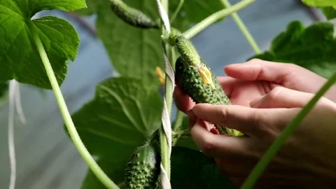 Woman's hands harvests cucumbers. Growing healthy food. Macro Stock Footage 200045176