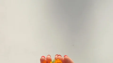 Woman's hands hold calendula Stock Footage 106475881