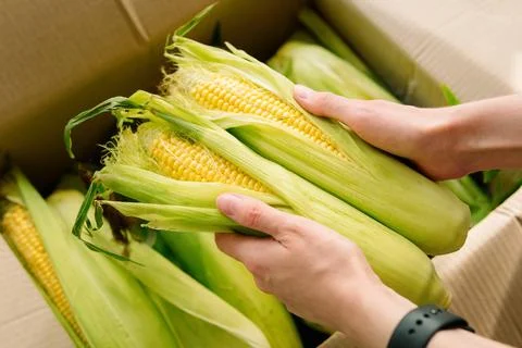 Woman's hands hold clean corn cobs. Farmer holding corn cobs harvest in hands in Stock Photos