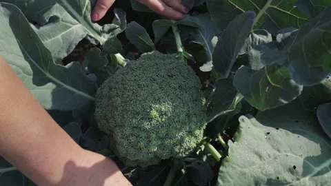 A woman's hands hold ripe broccoli greens Stock Footage 163703115