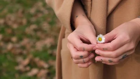 A woman's hands hold a small daisy and twirl it in her fingers. Stock Footage 221400312