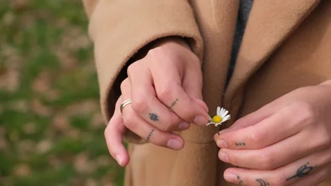 A woman's hands hold a small daisy and twirl it in her fingers. Stock Footage 221400405