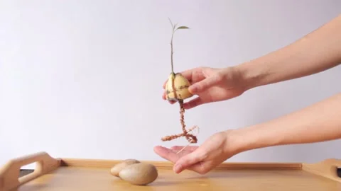 Woman's hands hold a sprouted avocado seed with long root over wooden table Stock Footage 231328576