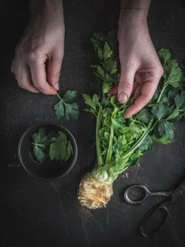 Woman's hands holding celery root with green leaves on dark background. Stock Photos
