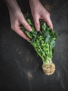 Woman's hands holding celery root with green leaves on dark background. Stock Photos