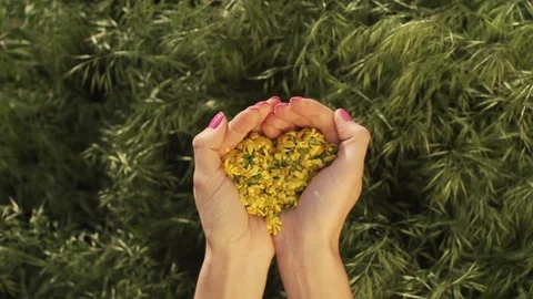 Woman's hands holding flowers in the shape of a heart. Nature reserve. Stock Footage 103839211