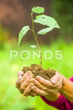 Woman\'s Hands Holding A Plant