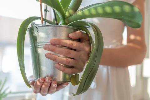 Woman's hands holding a pot with a plant. Stock Photos