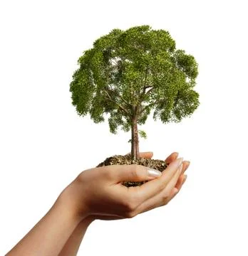 Woman's hands holding soil with a tree. Stock Photos