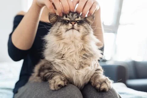 Womans hands hugging and scratching a fluffy gray cat Stock Photos